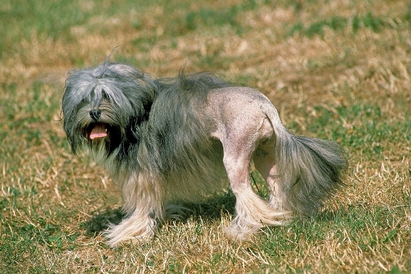 löwchen little lion dog standing on grass