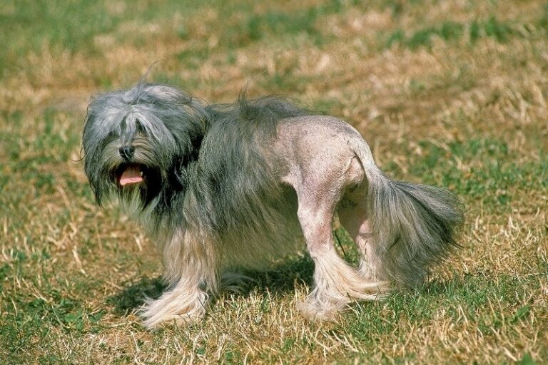 10 razas de perros que se parecen a un león - DogsPlanet.com