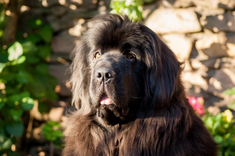newfoundland lion dog