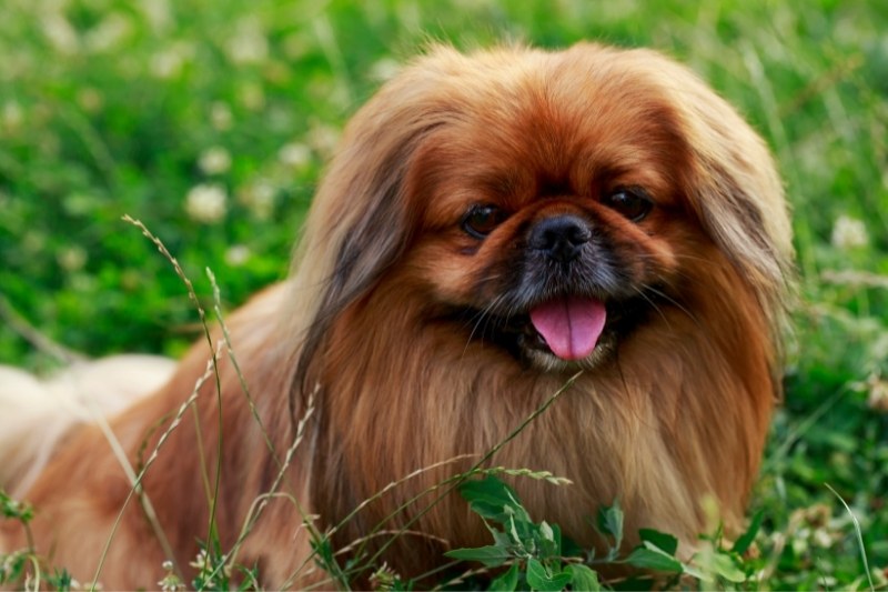 pekingese dog laying down on grass