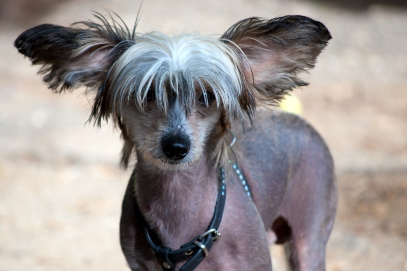 perro crestado chino foto