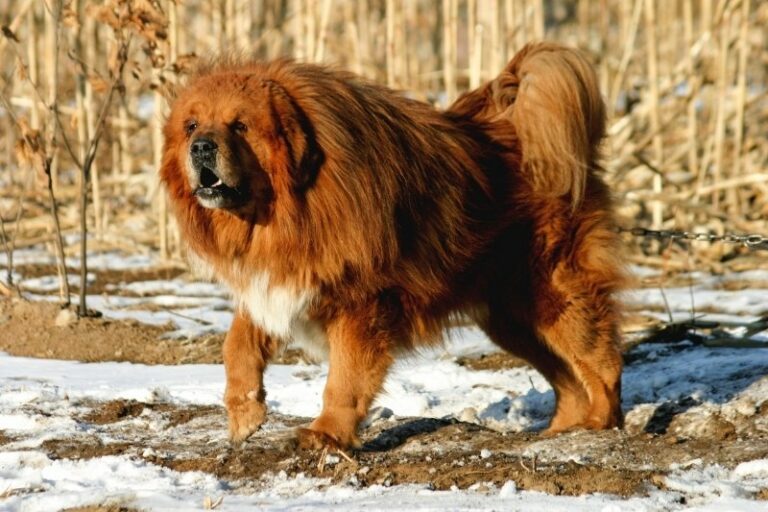 perro que se parece a un leon