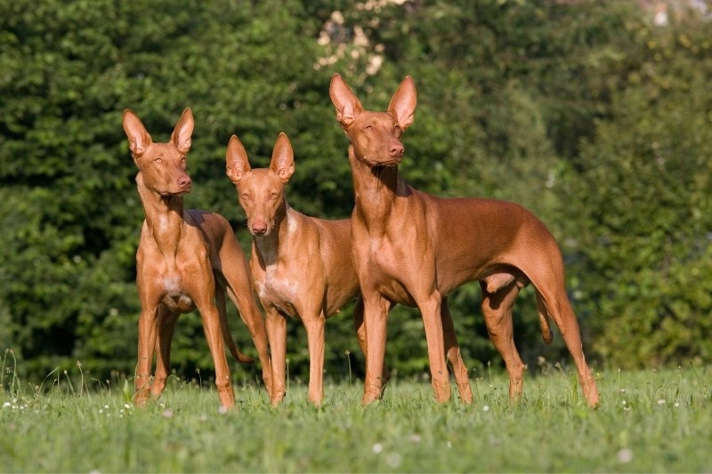 pharaoh hounds in group