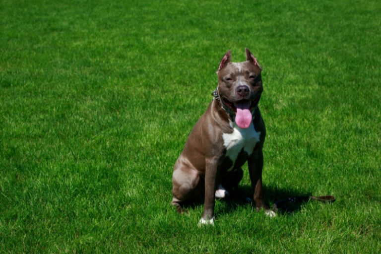 The 8 best dog collars for a Pitbull