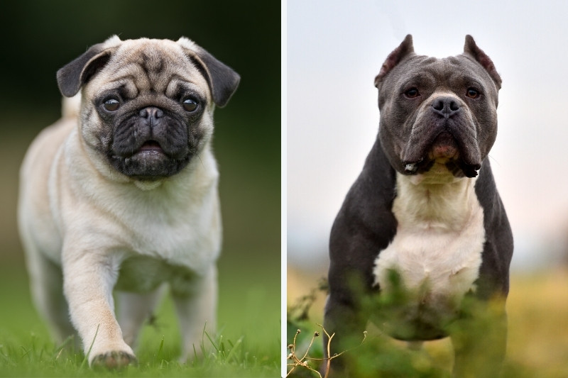 Pugbull: everything about this mixed breed