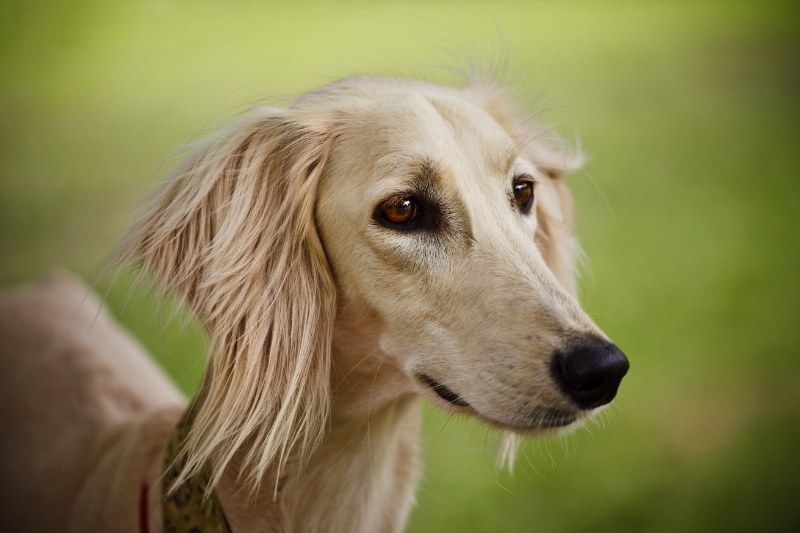 saluki dog portrait
