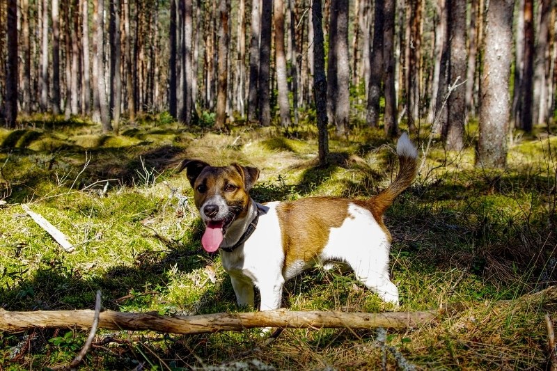 tan white jack russell