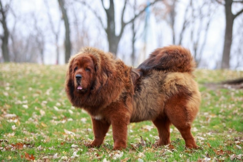tibetan mastiff in a park