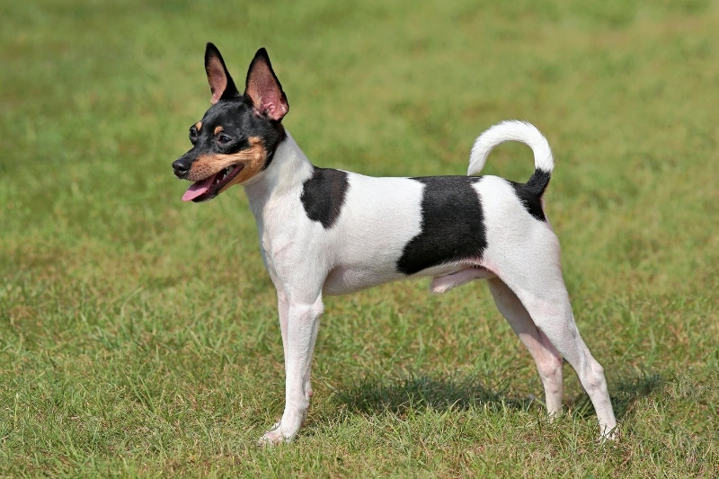 toy fox terrier de pie