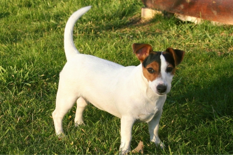 tricolor jack russell
