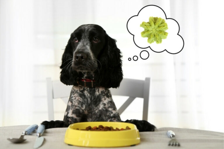 "petit chien qui vomit"