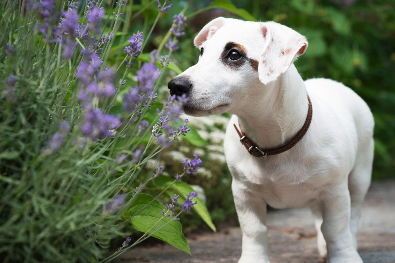 white jack russell