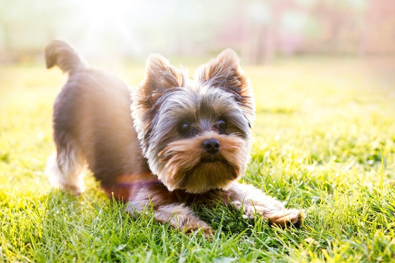 yorkshire perro pequeño en un parque