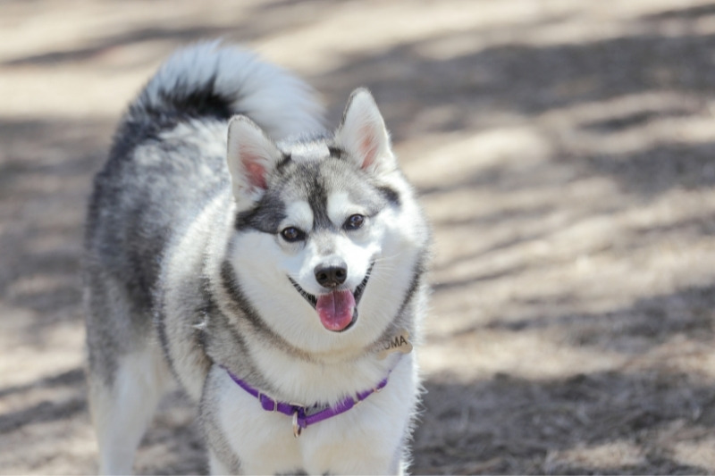 alaskan klee kai smiling