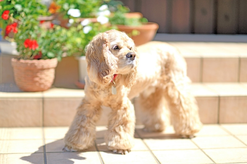 american cocker spaniel standing up