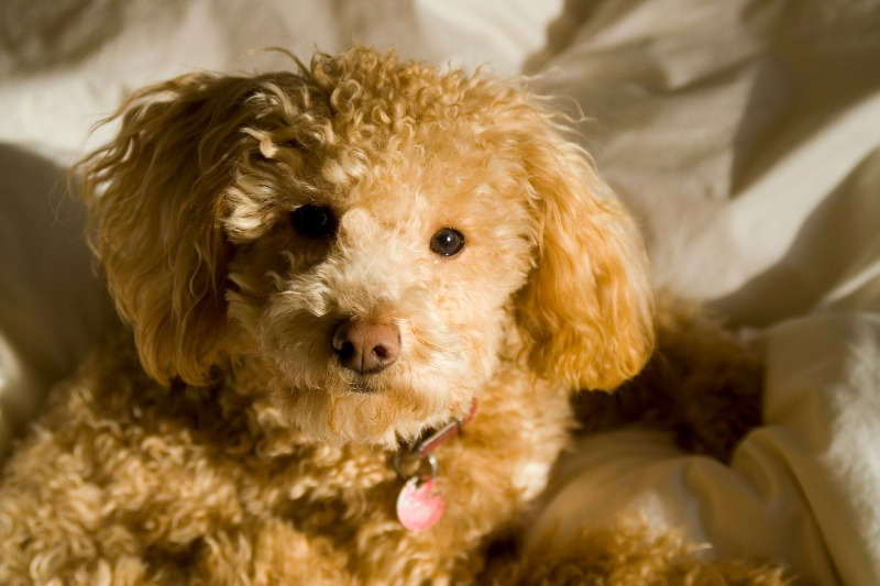 apricot poodle