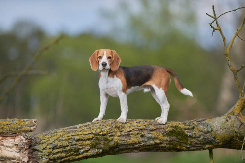 beagle sobre un árbol