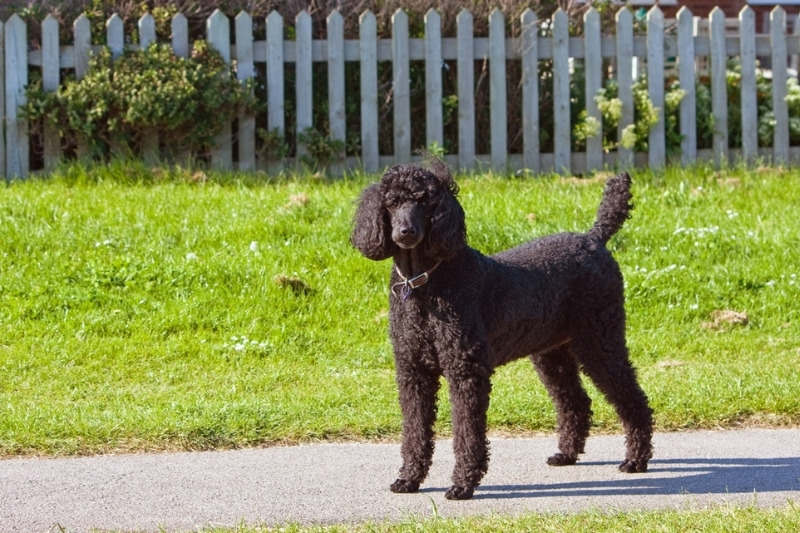 black poodle