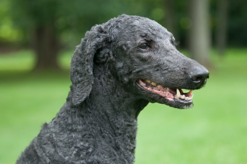 blue poodle portrait