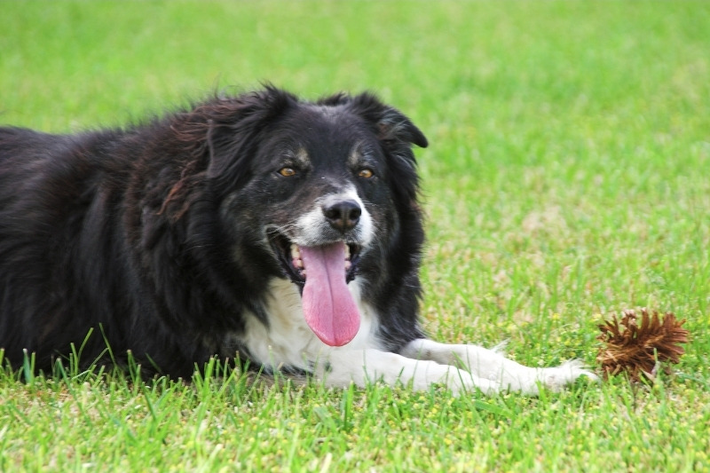 border collie laying down