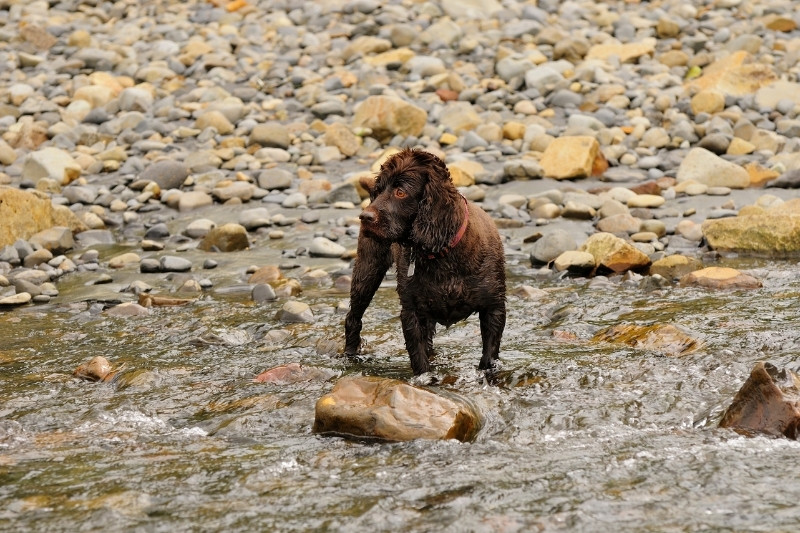 boykin spaniel standing up in water