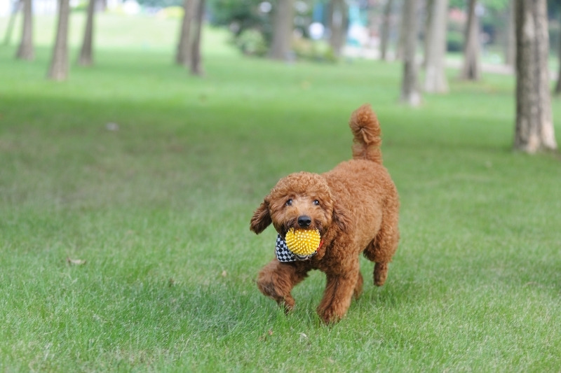 brown poodle