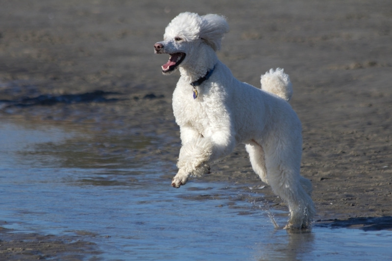 caniche blanco saltando