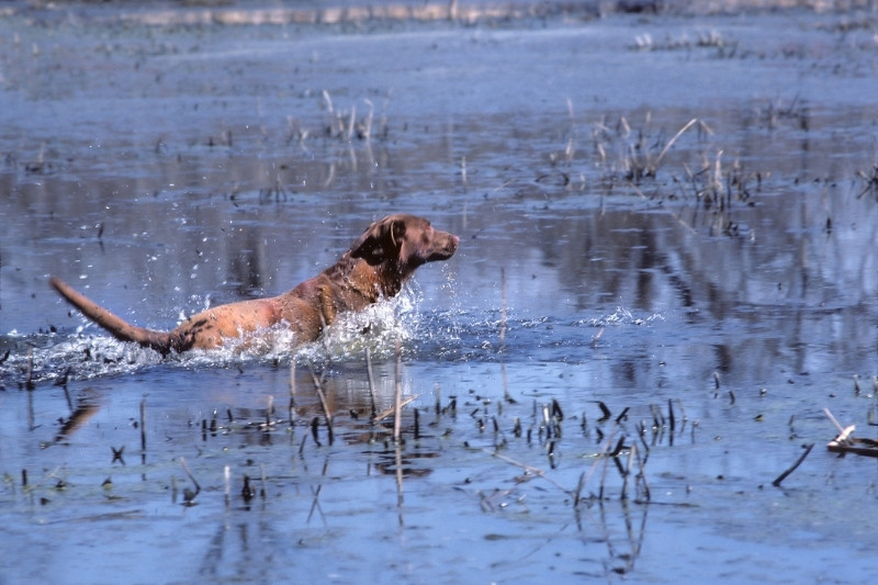 chesapeake retriever hunting in water