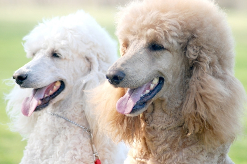 colores de caniche