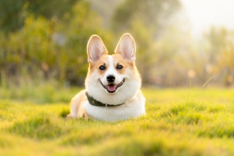 corgi small dog on a hike