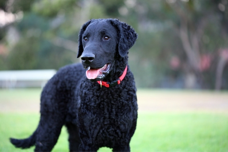 curly coated retriever duck hunting dog