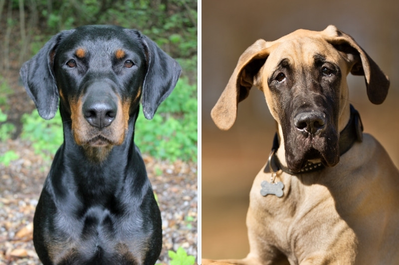 Doberman vs Great Dane: what are the differences?