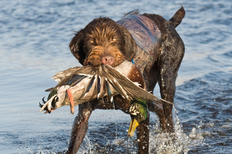 The 15 Best Duck Hunting Dog Breeds