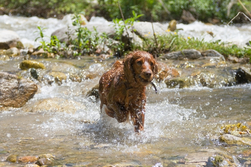 english cocker spaniel in water