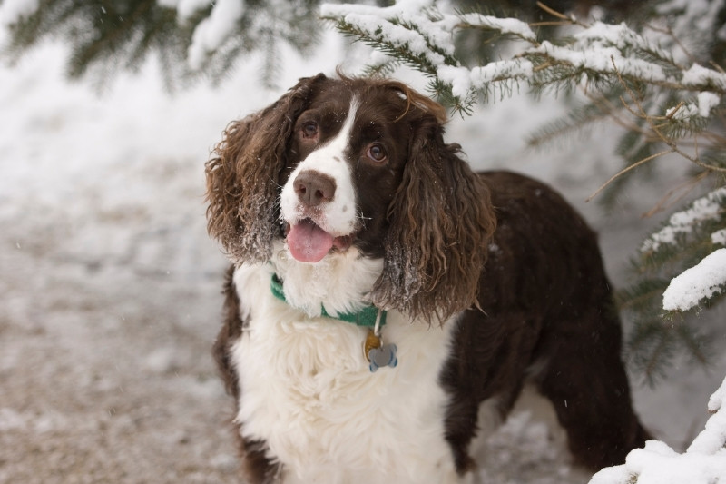 english springer spaniel in snow