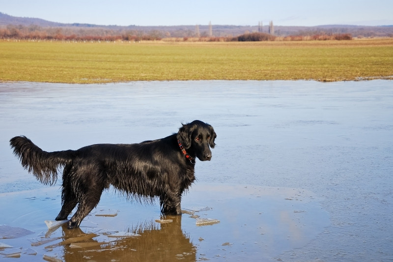 retriever de pelo plano en el agua