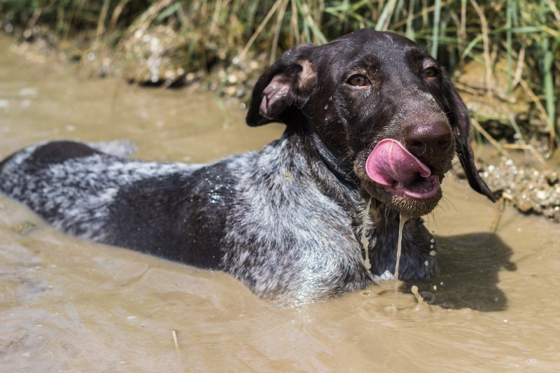 german shorthaired pointer in water
