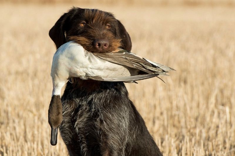 german wirehaired pointer with a duck