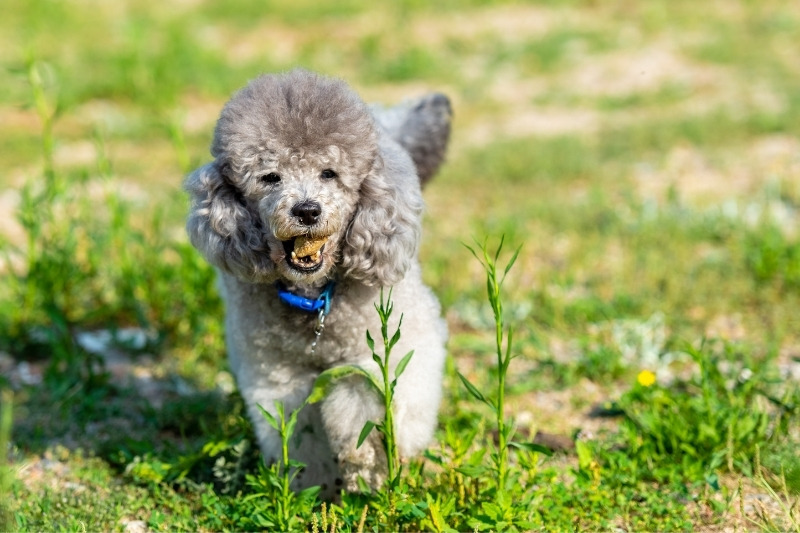 gray poodle