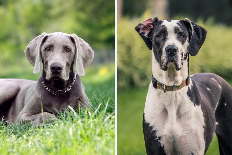 Weimaraner vs. Great Dane: what are the differences?