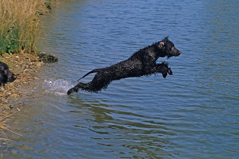 irish water spaniel jumping in water