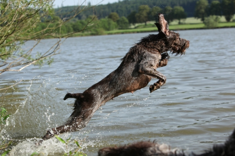italian spinone jumping in water