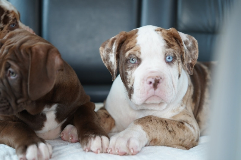 merle pitbull puppy