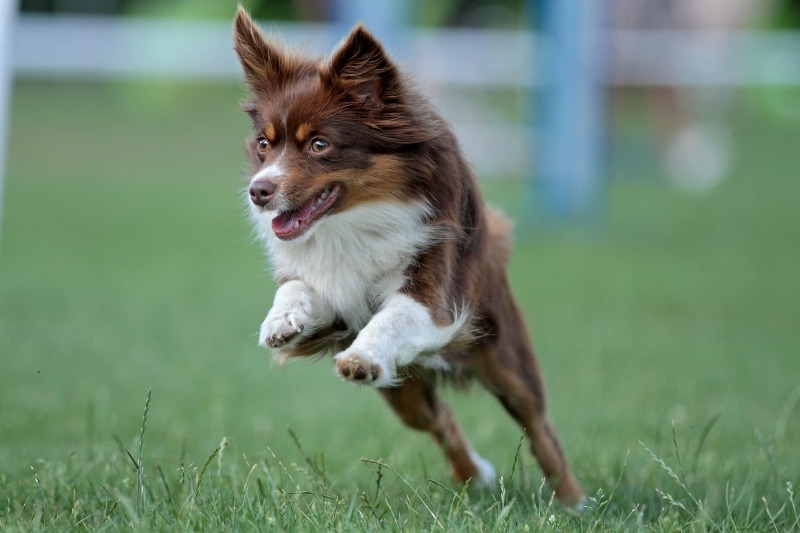 miniature australian shepherd running