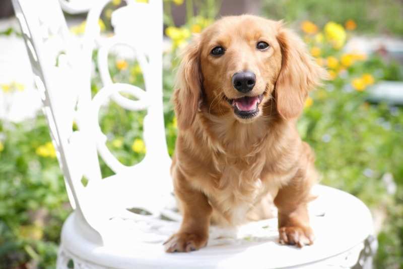 miniature dachshund on a chair