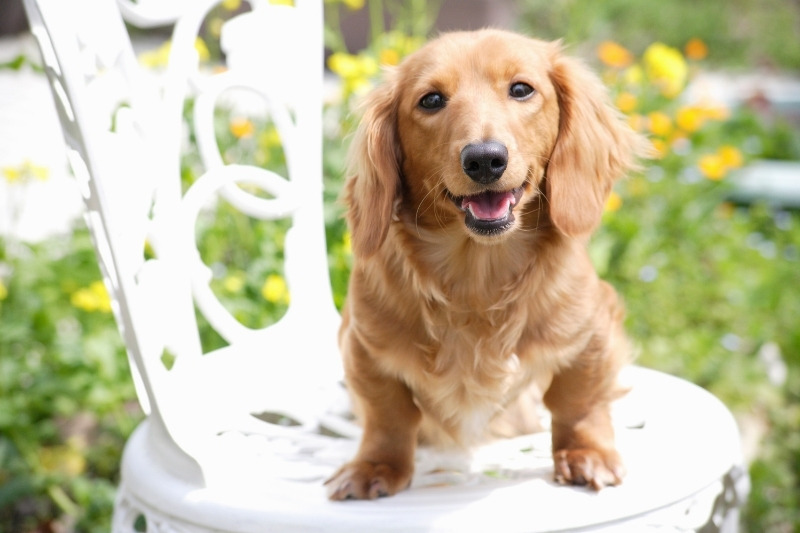 miniature dachshund on a chair