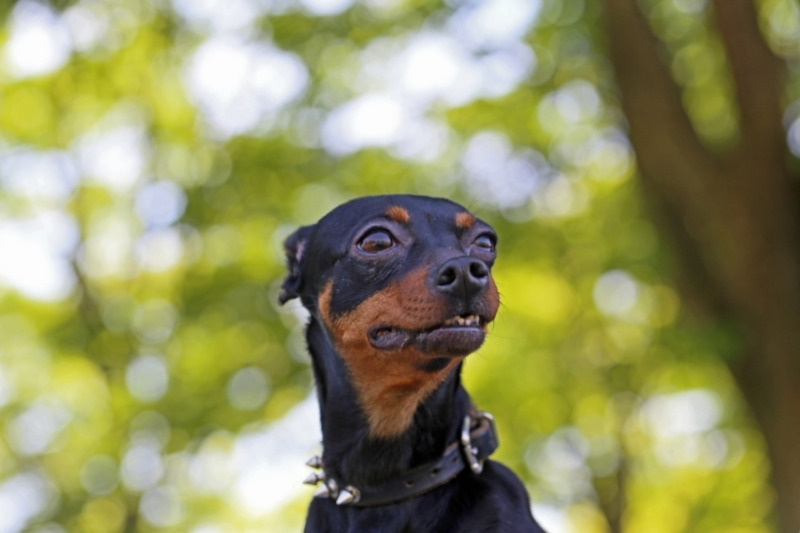 miniature pinscher portrait