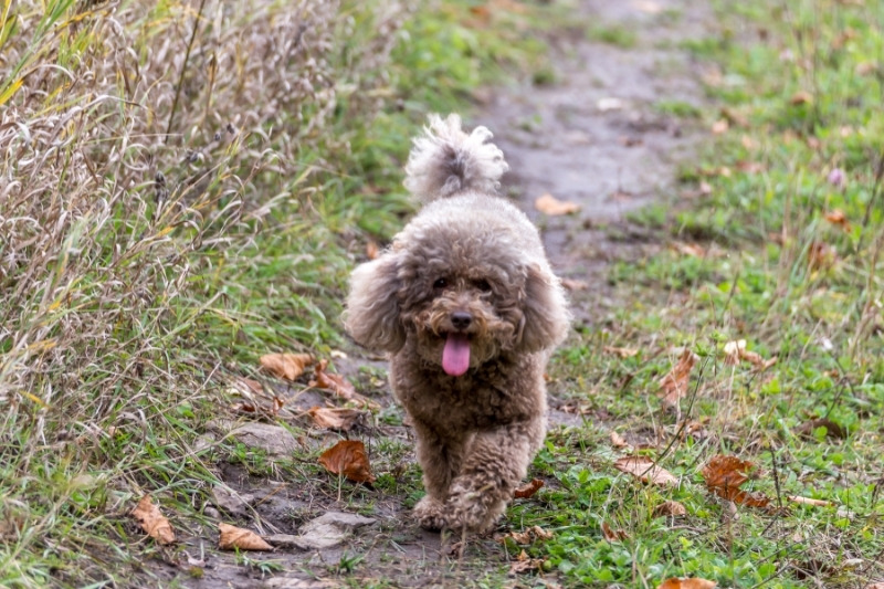 miniature poodle outdoor