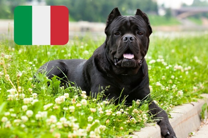 nombres italianos tu perro - DogsPlanet.com