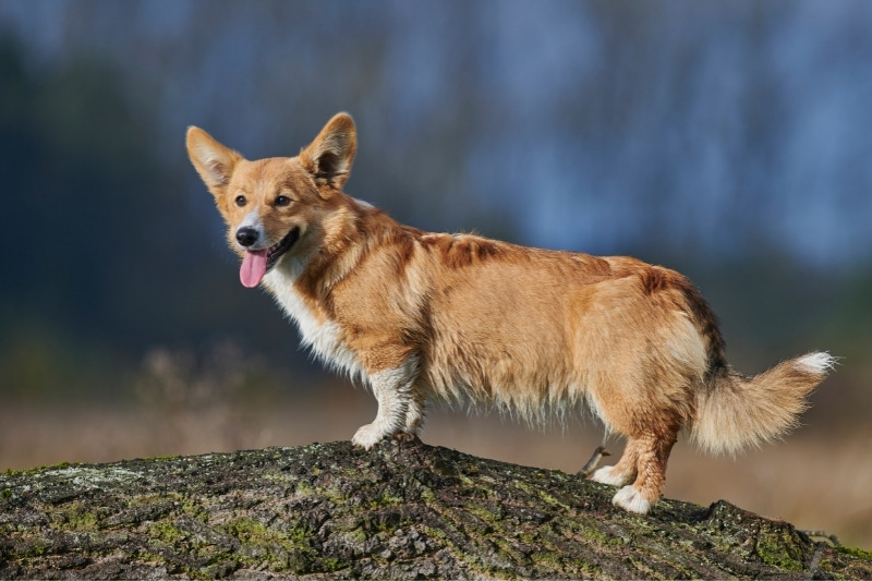 pembroke welsh corgi on a tree